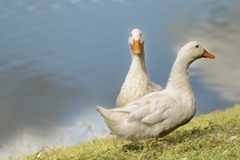 Anas platyrhynchos domesticus