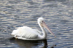 Pelecanus erythrorhynchos