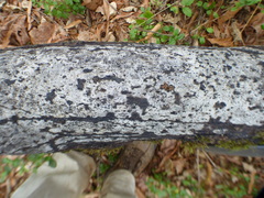 Biscogniauxia atropunctata