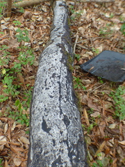 Biscogniauxia atropunctata