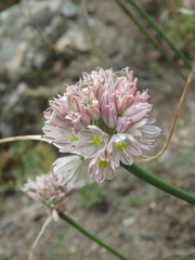 Allium rupestre
