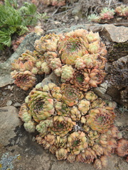 Sempervivum