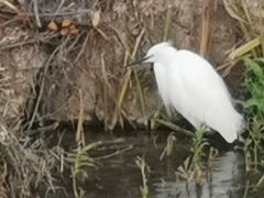 Egretta garzetta
