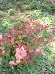 Lagerstroemia indica