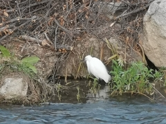 Egretta garzetta