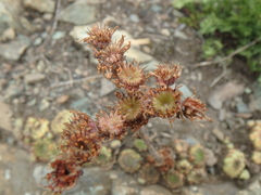 Sempervivum