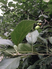 Malus × robusta