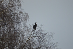 Phalacrocorax carbo