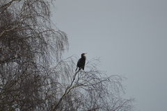 Phalacrocorax carbo