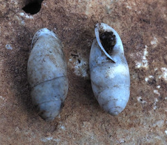 Buliminus labrosus labrosus