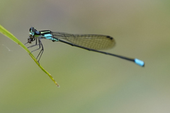 Acanthagrion speculum
