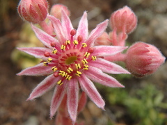 Sempervivum
