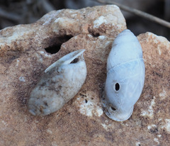 Buliminus labrosus labrosus