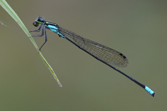 Acanthagrion speculum