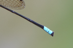 Acanthagrion speculum