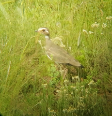 Rhinoptilus chalcopterus