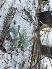 Chrysopsis gossypina