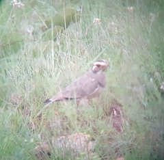 Rhinoptilus chalcopterus