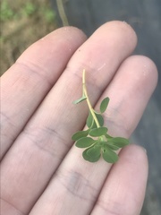 Euphorbia spathulata