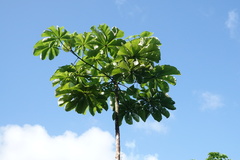 Cecropia schreberiana