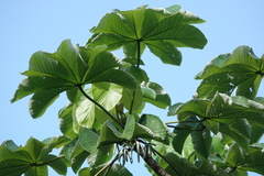 Cecropia schreberiana