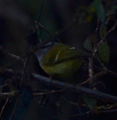 Phylloscopus maculipennis