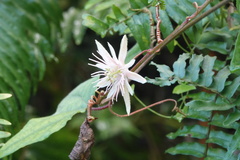 Passiflora rubra