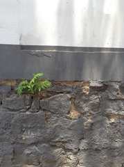 Ailanthus altissima