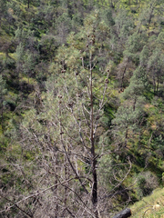Pinus sabiniana