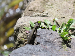 Sceloporus palaciosi
