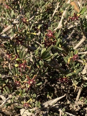 Periploca laevigata angustifolia