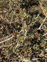 Periploca laevigata angustifolia