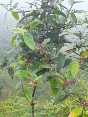 Cavendishia pubescens