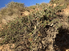 Periploca laevigata angustifolia