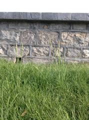 Alopecurus japonicus