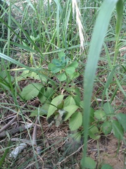 Euphorbia helioscopia