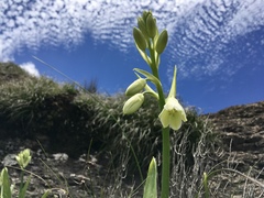 Ornithogalum regale