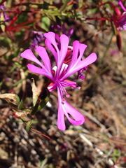 Clarkia concinna