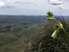 Ornithogalum regale