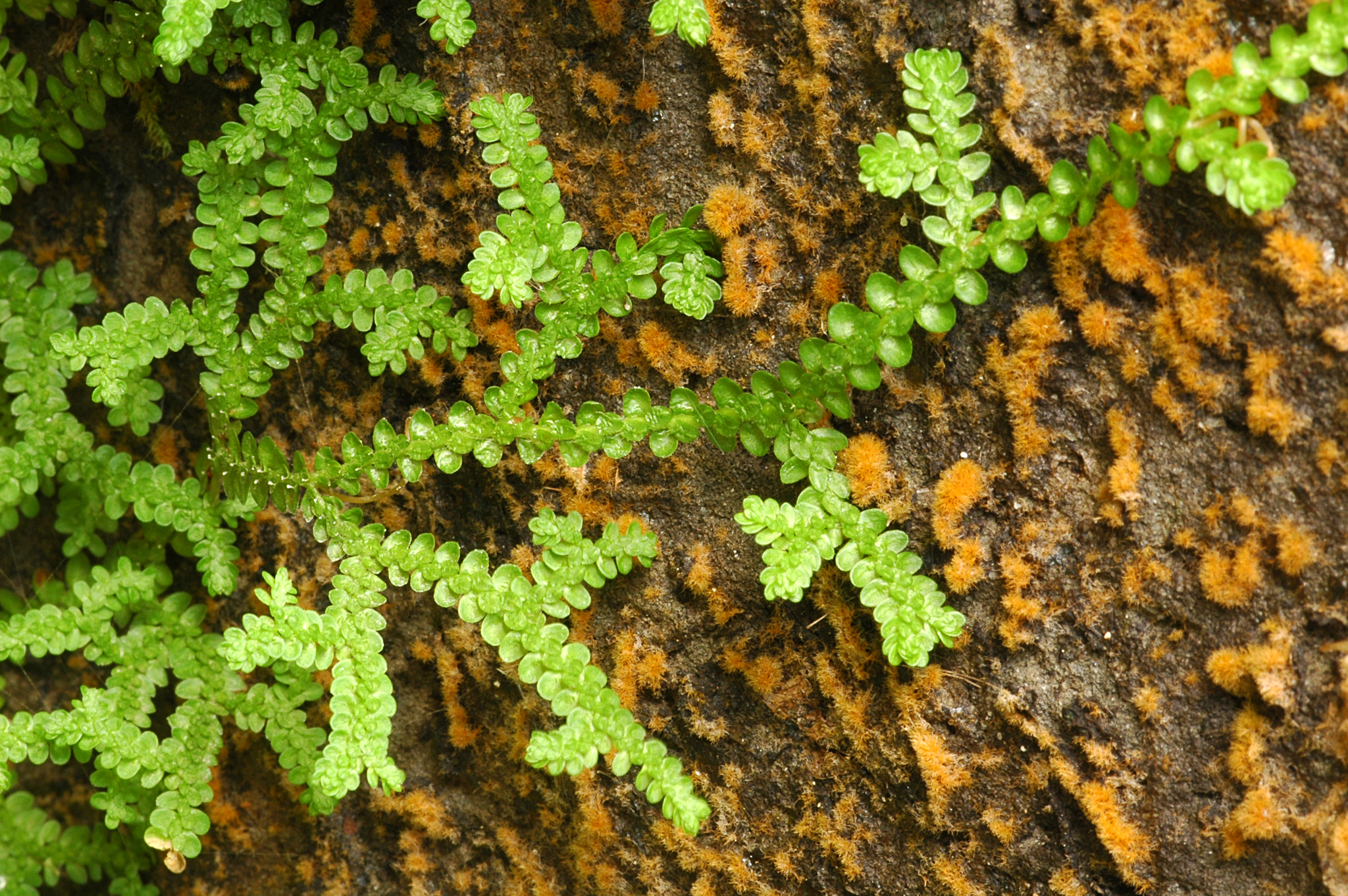 Selaginella douglasii