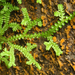 Selaginella douglasii - Photo (c) Timothy McNitt, μερικά δικαιώματα διατηρούνται (CC BY-NC-ND), uploaded by Timothy McNitt