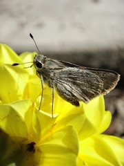 Hesperiidae
