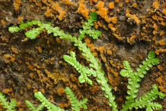 Selaginella douglasii