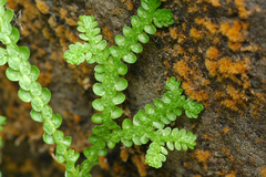 Selaginella douglasii