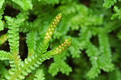 Selaginella douglasii