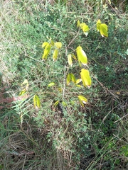 Hymenaea