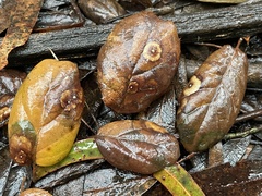 Dryocosmus minusculus