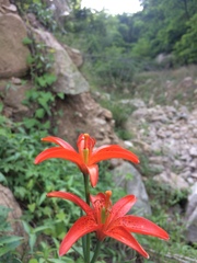 Lilium concolor partheneion