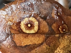 Dryocosmus minusculus