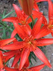 Lilium concolor partheneion